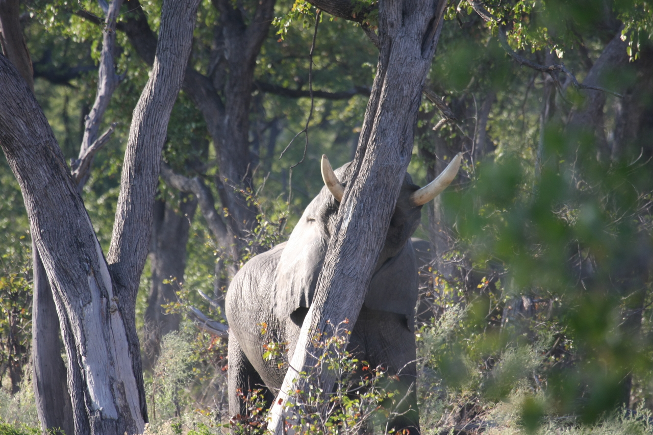[22836] 2016_06_30_02_08_06_Africa_Canon_EOS_40D_IMG__00017.jpg