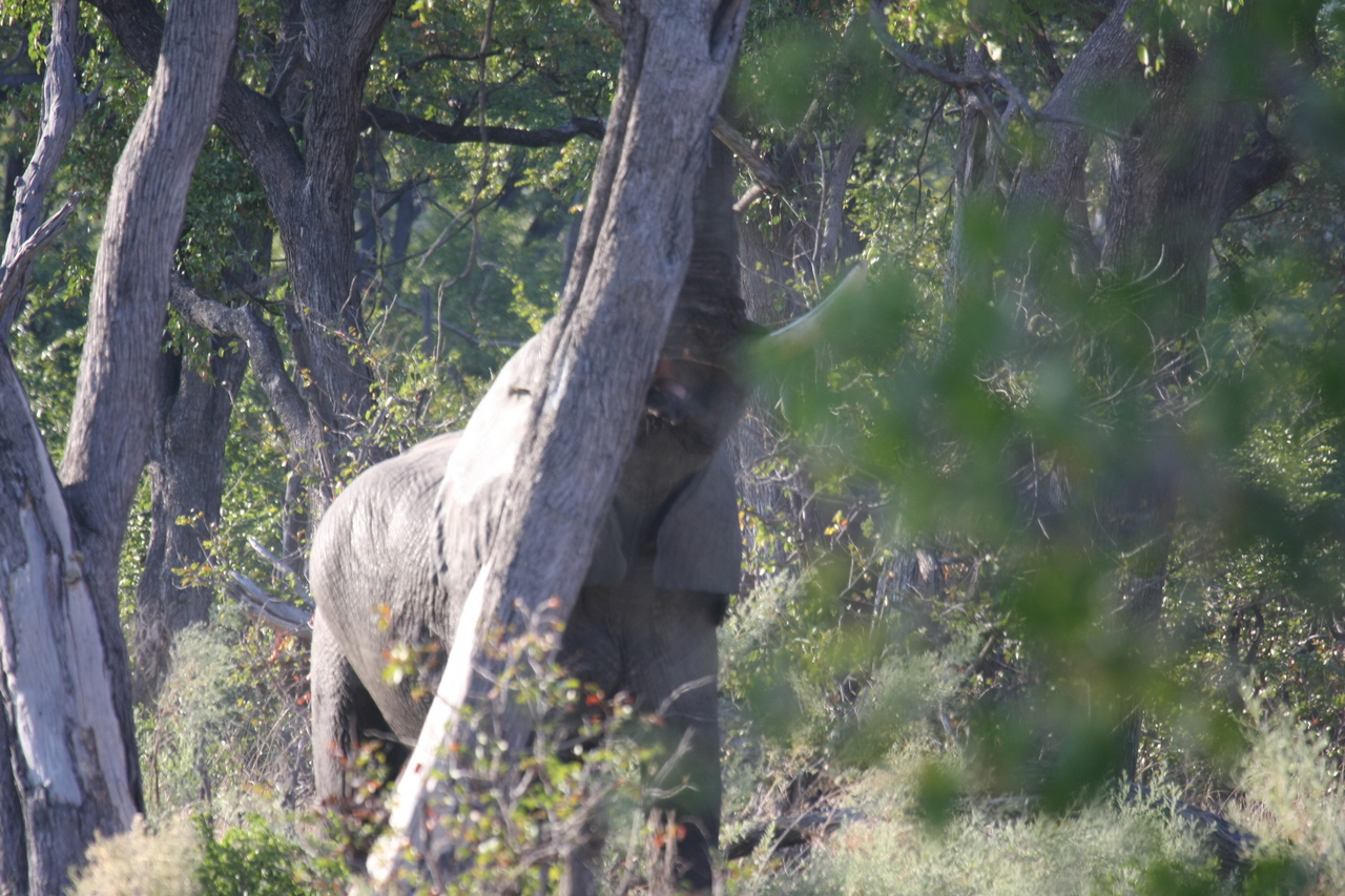 [22847] 2016_06_30_02_08_08_Africa_Canon_EOS_40D_IMG__11191.jpg