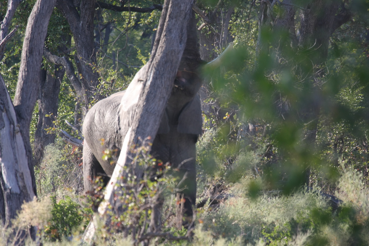 [22855] 2016_06_30_02_08_09_Africa_Canon_EOS_40D_IMG__11193.jpg