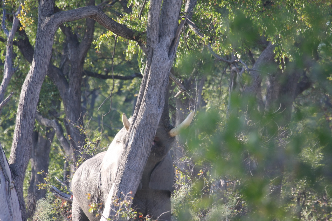 [22867] 2016_06_30_02_08_11_Africa_Canon_EOS_40D_IMG__00027.jpg