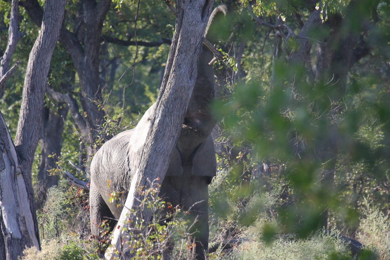 [22876] 2016_06_30_02_08_13_Africa_Canon_EOS_40D_IMG__00030.jpg