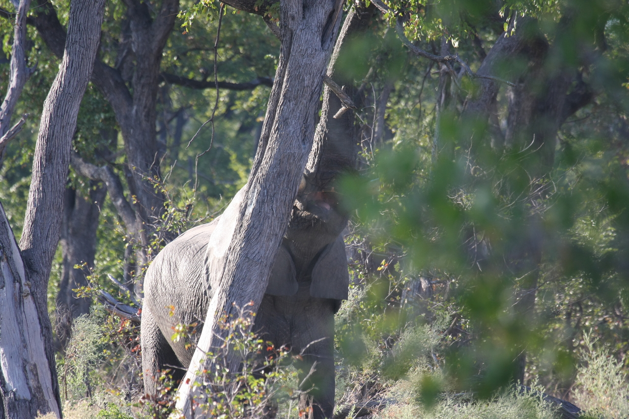 [22882] 2016_06_30_02_08_14_Africa_Canon_EOS_40D_IMG__03757.jpg