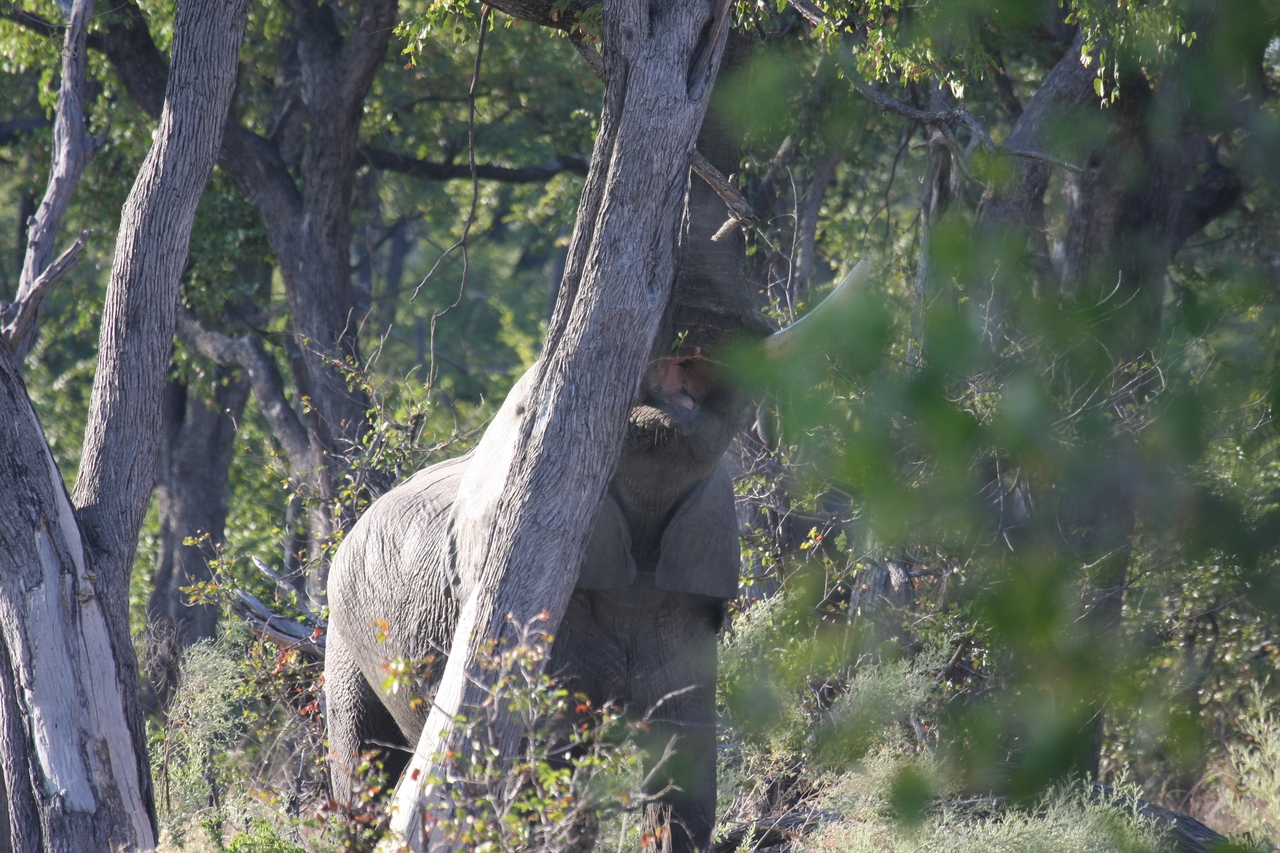 [22903] 2016_06_30_02_08_26_Africa_Canon_EOS_40D_IMG__03766.jpg
