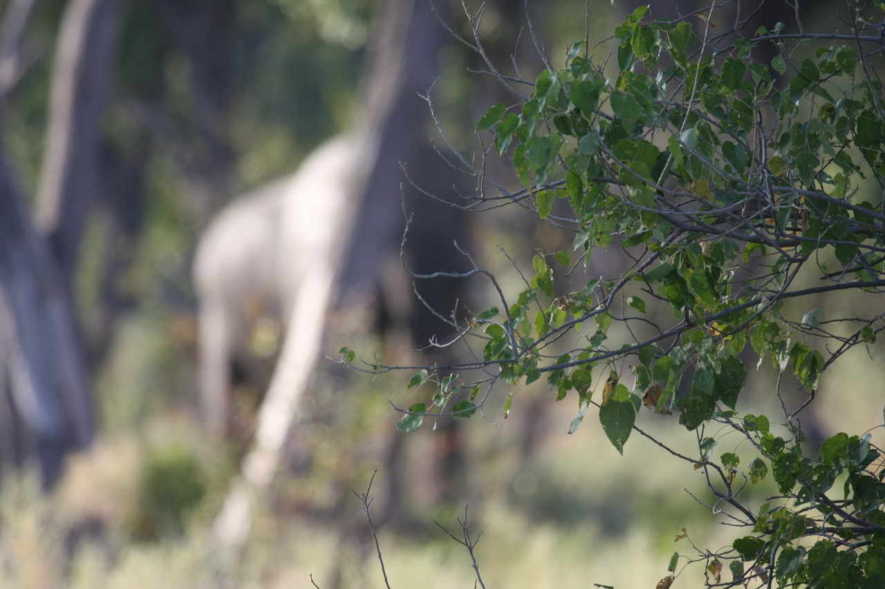 [22911] 2016_06_30_02_08_37_Africa_Canon_EOS_40D_IMG__03769.jpg