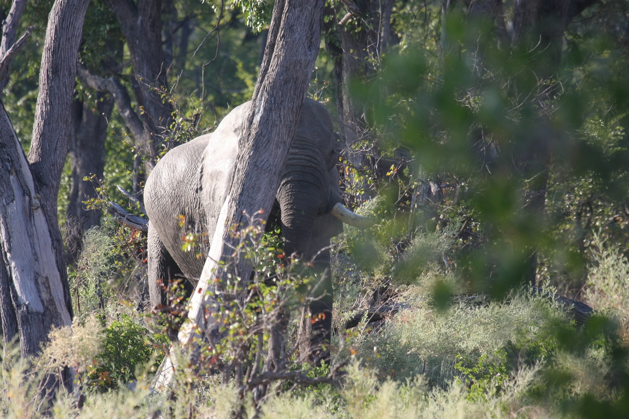 [22913] 2016_06_30_02_08_37_Africa_Canon_EOS_40D_IMG__11215.jpg