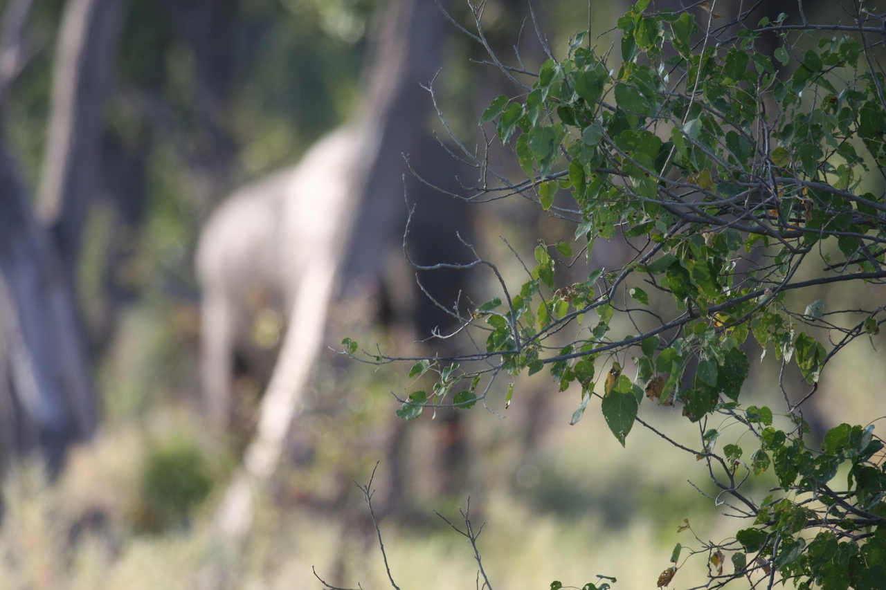 [22915] 2016_06_30_02_08_38_Africa_Canon_EOS_40D_IMG__00044.jpg