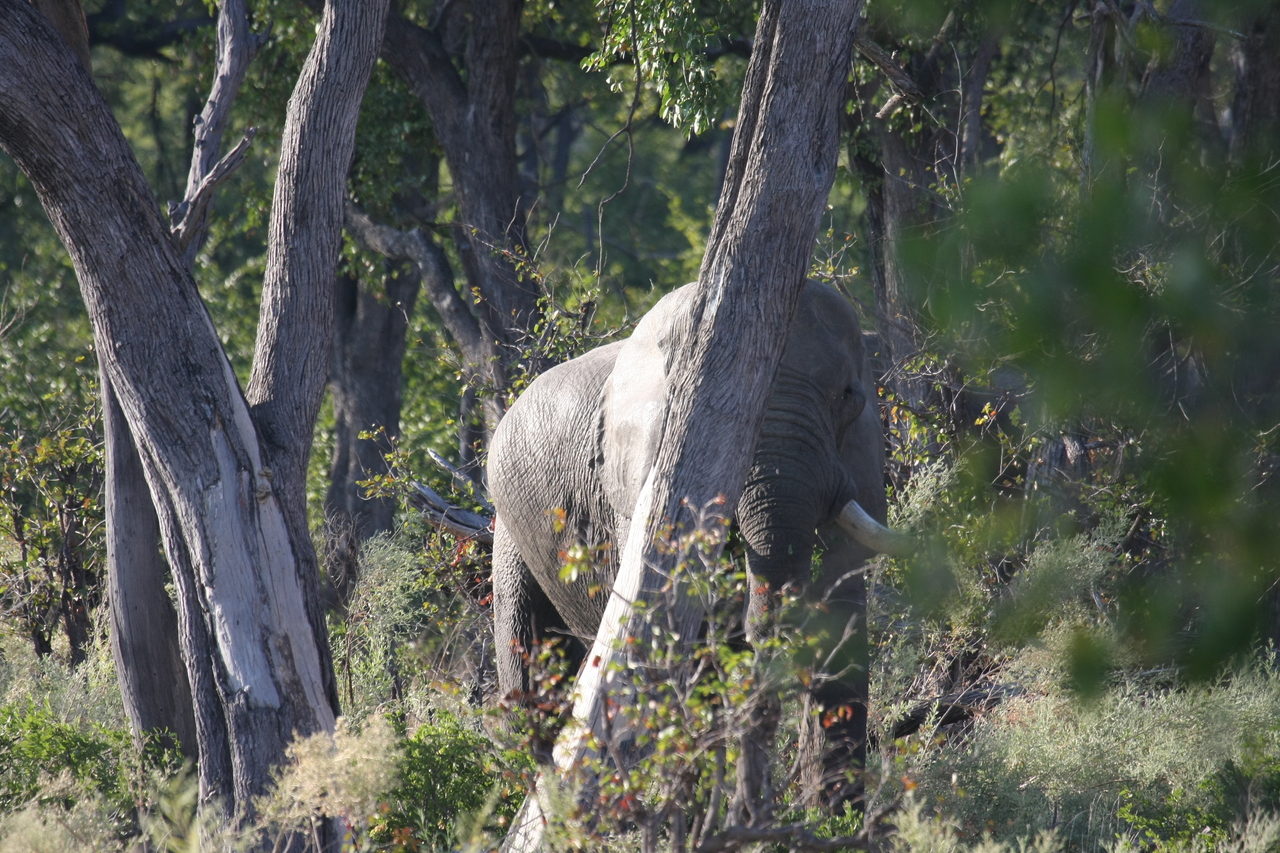 [22919] 2016_06_30_02_08_51_Africa_Canon_EOS_40D_IMG__03771.jpg