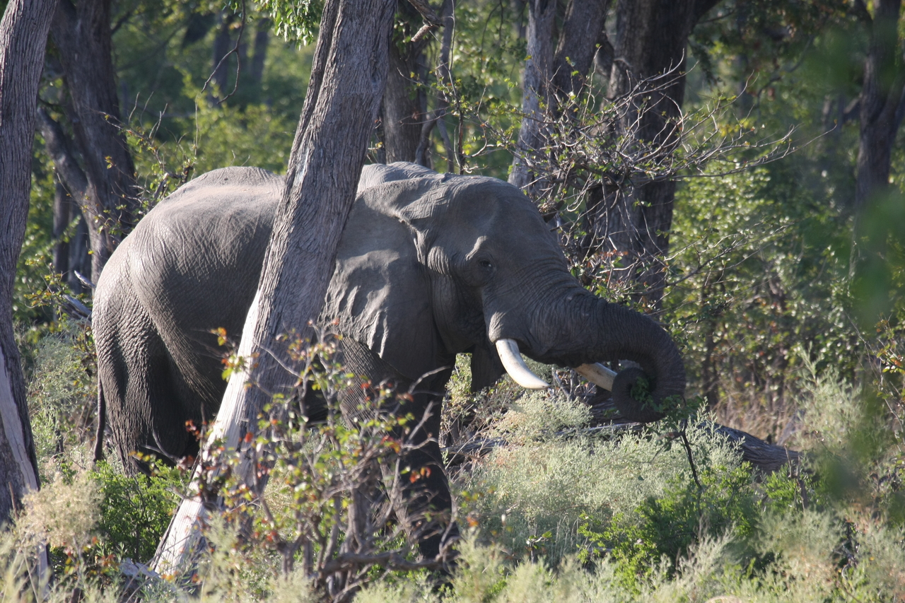 [22928] 2016_06_30_02_10_06_Africa_Canon_EOS_40D_IMG__11221.jpg