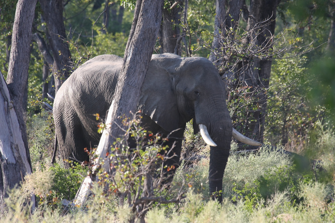 [22947] 2016_06_30_02_10_24_Africa_Canon_EOS_40D_IMG__11228.jpg