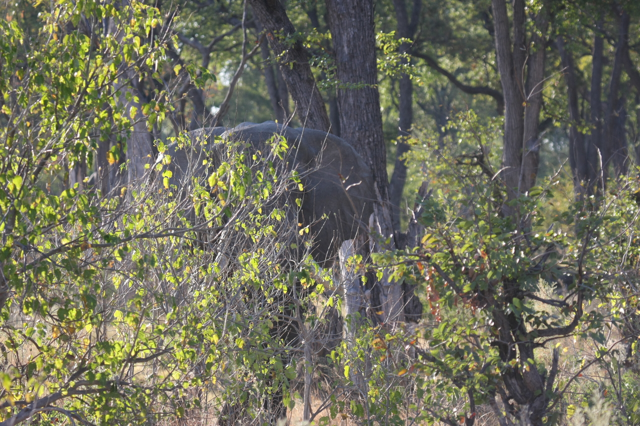 [22959] 2016_06_30_02_14_18_Africa_Canon_EOS_40D_IMG__03786.jpg