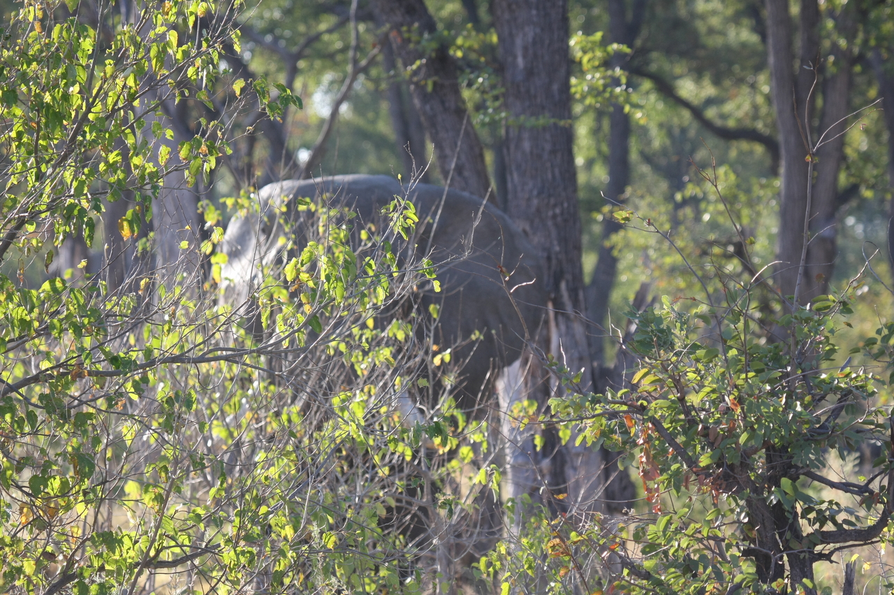 [22979] 2016_06_30_02_14_37_Africa_Canon_EOS_40D_IMG__11239.jpg