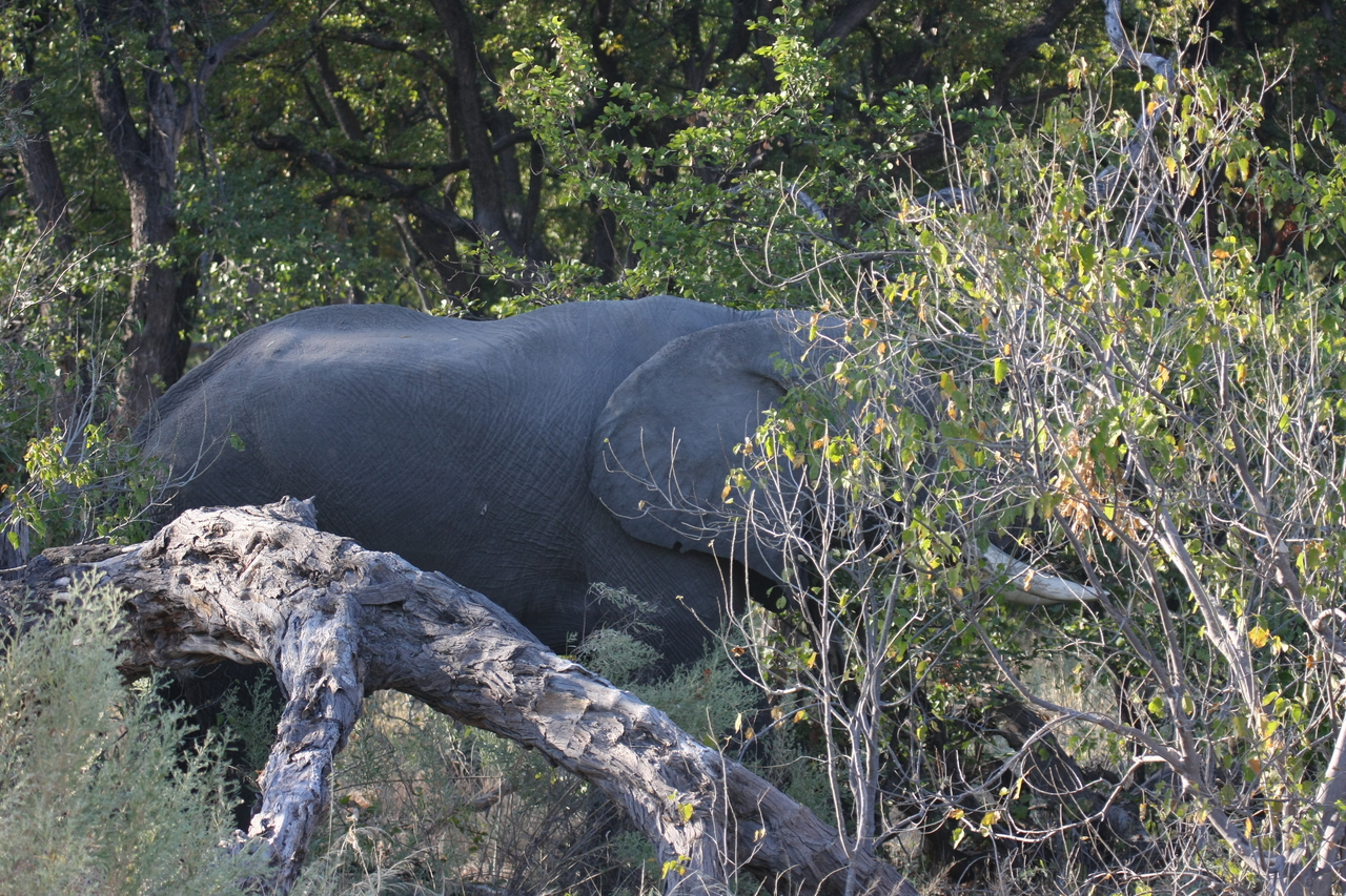 [23023] 2016_06_30_02_19_30_Africa_Canon_EOS_40D_IMG__03794.jpg