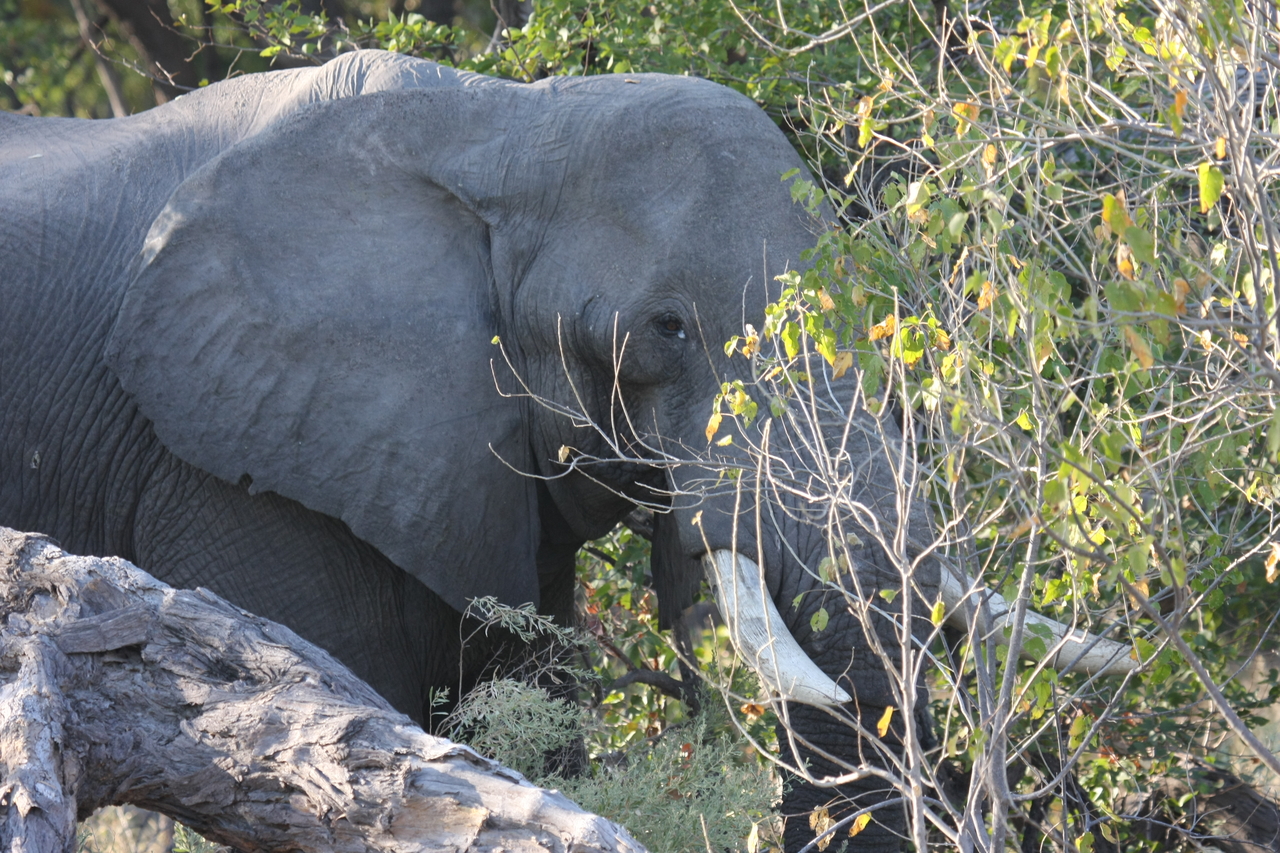 [23031] 2016_06_30_02_20_03_Africa_Canon_EOS_40D_IMG__03798.jpg