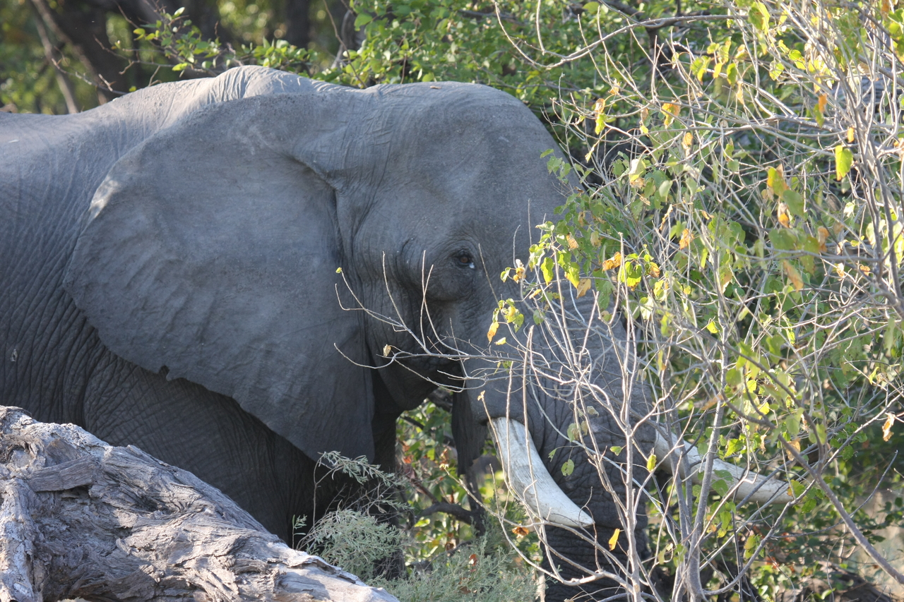 [23032] 2016_06_30_02_20_03_Africa_Canon_EOS_40D_IMG__03799.jpg