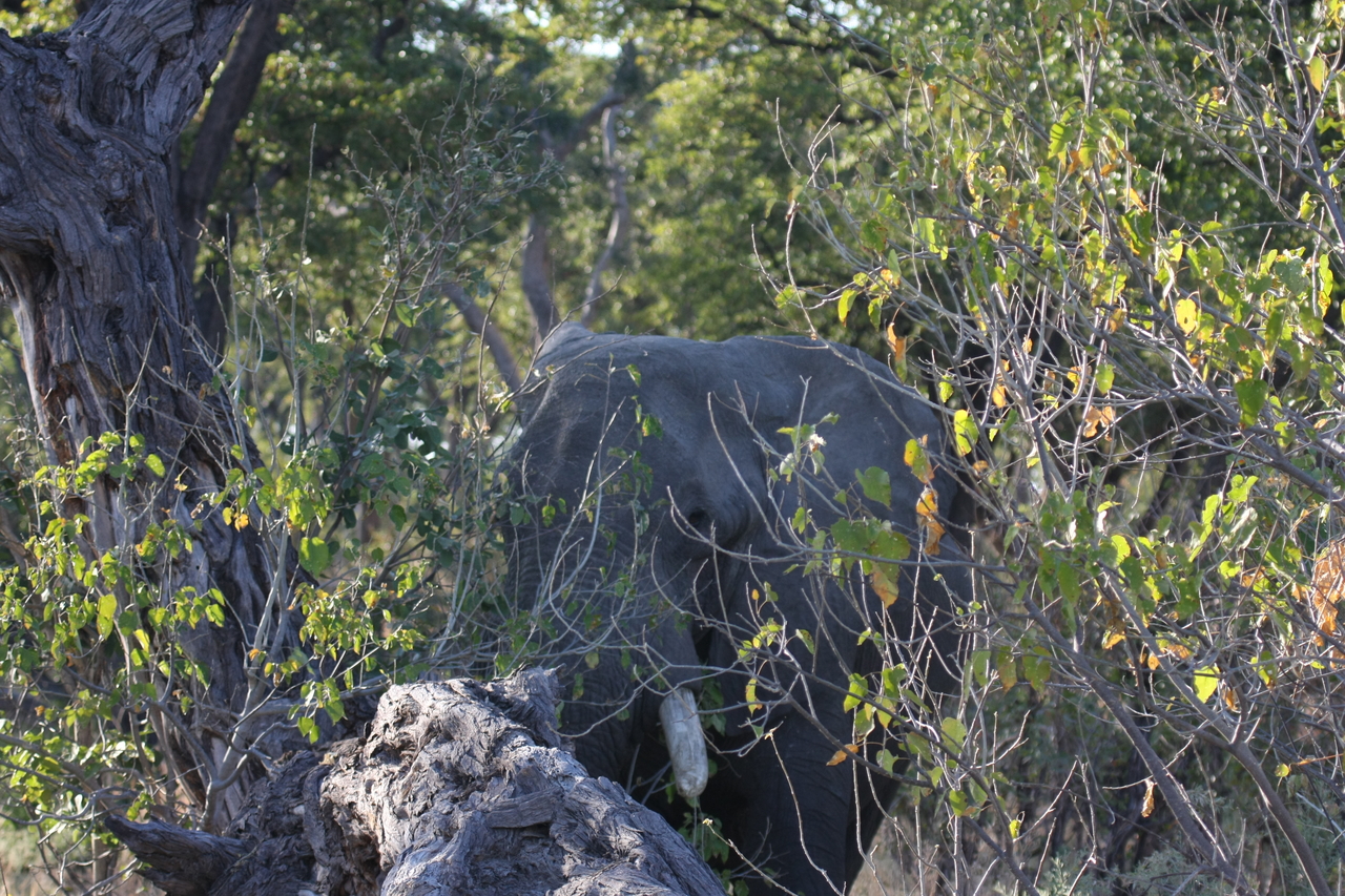 [23043] 2016_06_30_02_20_43_Africa_Canon_EOS_40D_IMG__00077.jpg