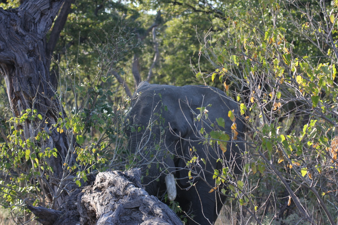 [23046] 2016_06_30_02_20_43_Africa_Canon_EOS_40D_IMG__11249.jpg