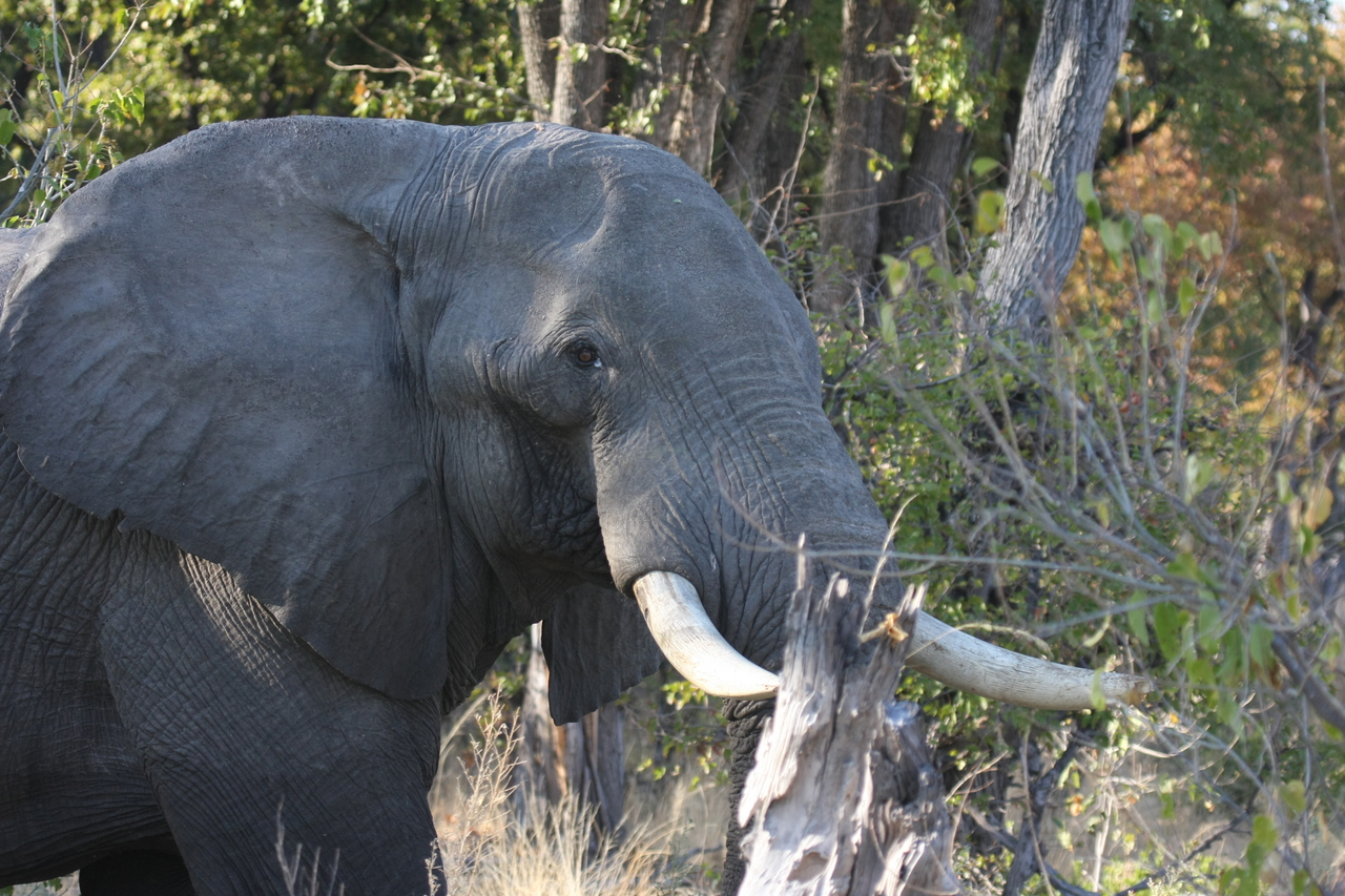 [23050] 2016_06_30_02_23_14_Africa_Canon_EOS_40D_IMG__11251.jpg