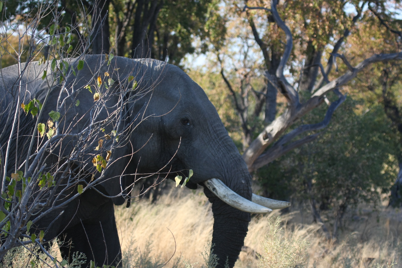 [23053] 2016_06_30_02_23_19_Africa_Canon_EOS_40D_IMG__11252.jpg