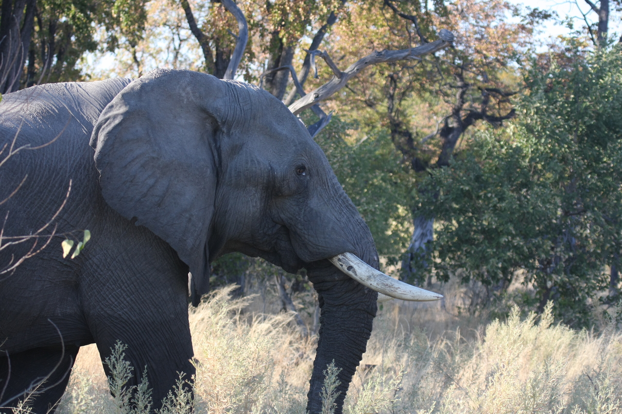 [23054] 2016_06_30_02_23_20_Africa_Canon_EOS_40D_IMG__00081.jpg