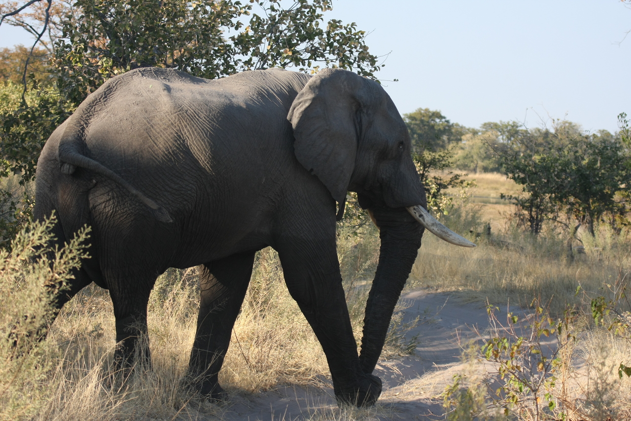 [23060] 2016_06_30_02_23_35_Africa_Canon_EOS_40D_IMG__00083.jpg