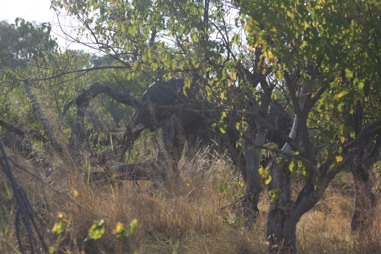 [23080] 2016_06_30_02_27_25_Africa_Canon_EOS_40D_IMG__03815.jpg