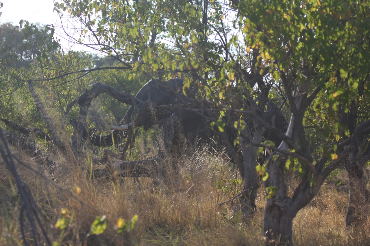 [23081] 2016_06_30_02_27_25_Africa_Canon_EOS_40D_IMG__03816.jpg