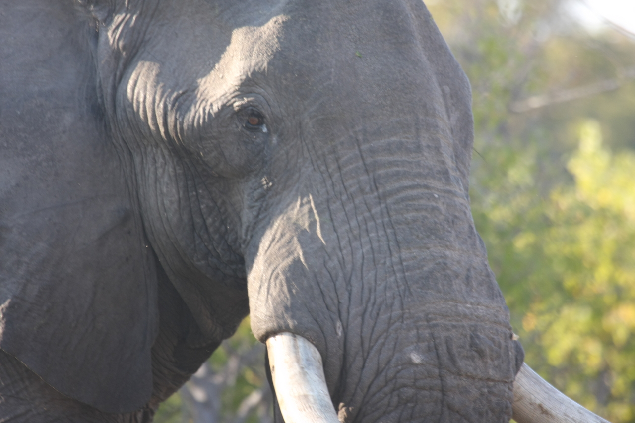 [23099] 2016_06_30_02_28_52_Africa_Canon_EOS_40D_IMG__03823.jpg