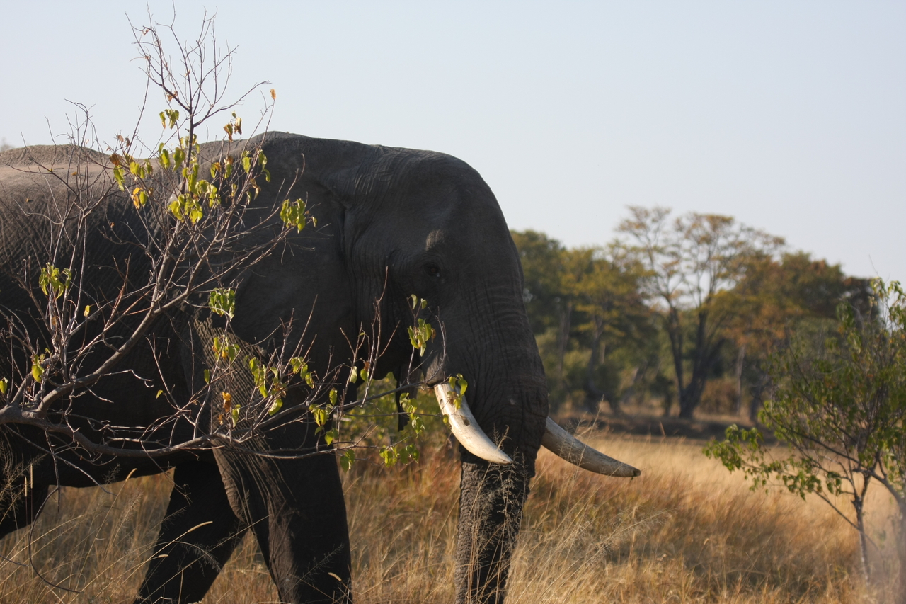 [23102] 2016_06_30_02_28_59_Africa_Canon_EOS_40D_IMG__00098.jpg