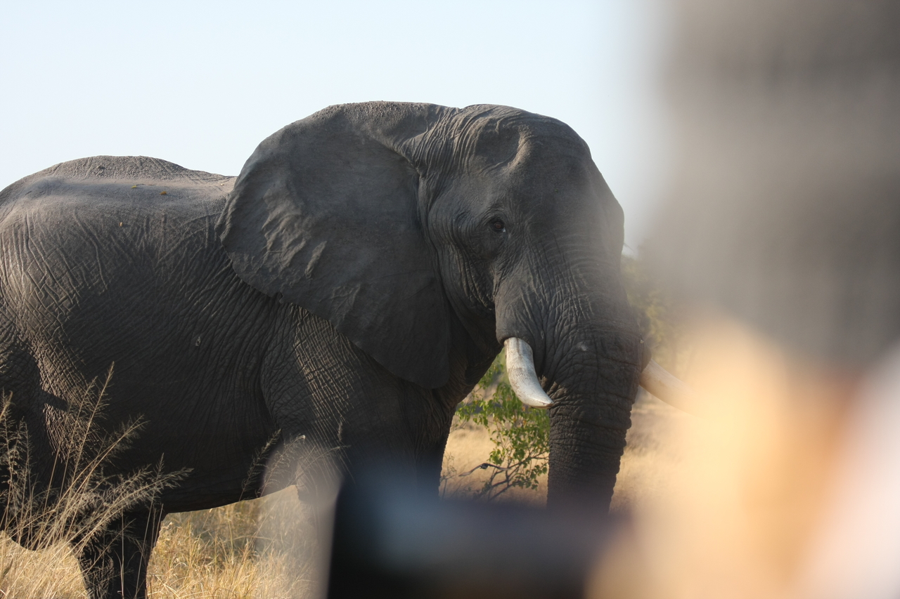 [23108] 2016_06_30_02_29_02_Africa_Canon_EOS_40D_IMG__03826.jpg