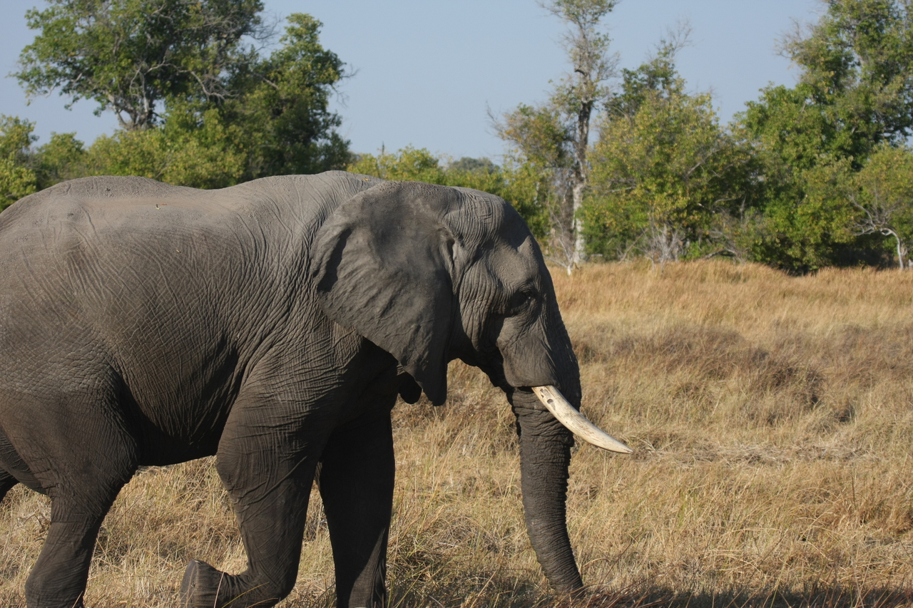 [23121] 2016_06_30_02_29_21_Africa_Canon_EOS_40D_IMG__03831.jpg