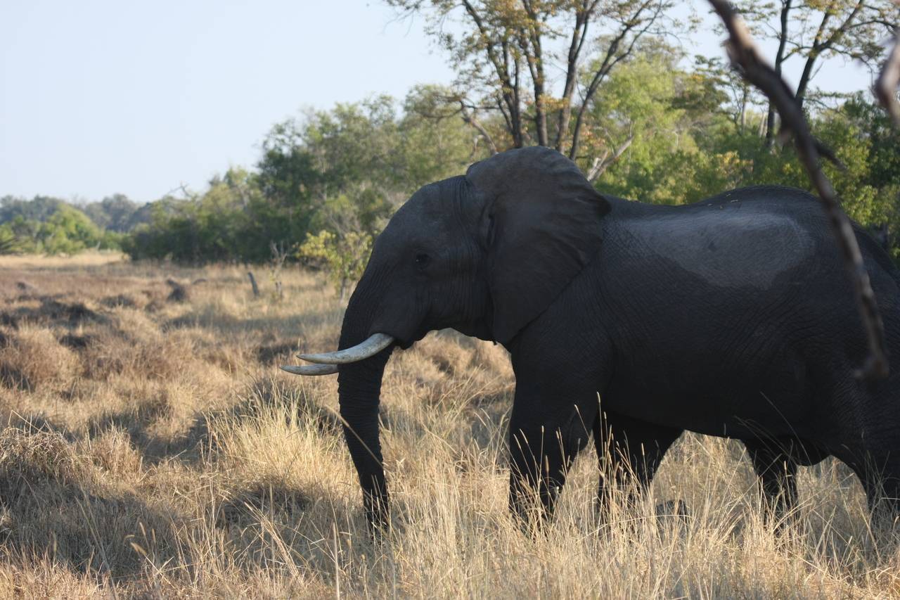 [23132] 2016_06_30_02_30_37_Africa_Canon_EOS_40D_IMG__00109.jpg