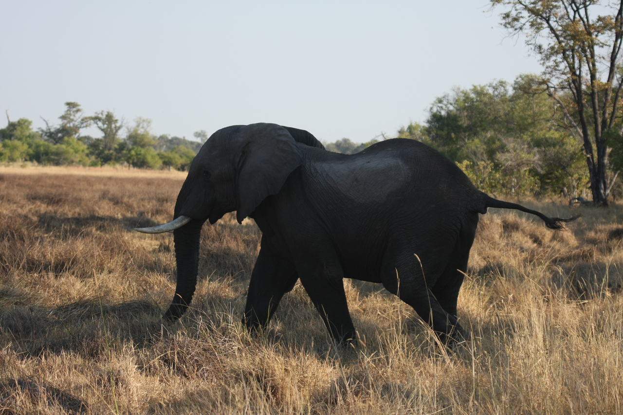 [23139] 2016_06_30_02_30_39_Africa_Canon_EOS_40D_IMG__03837.jpg