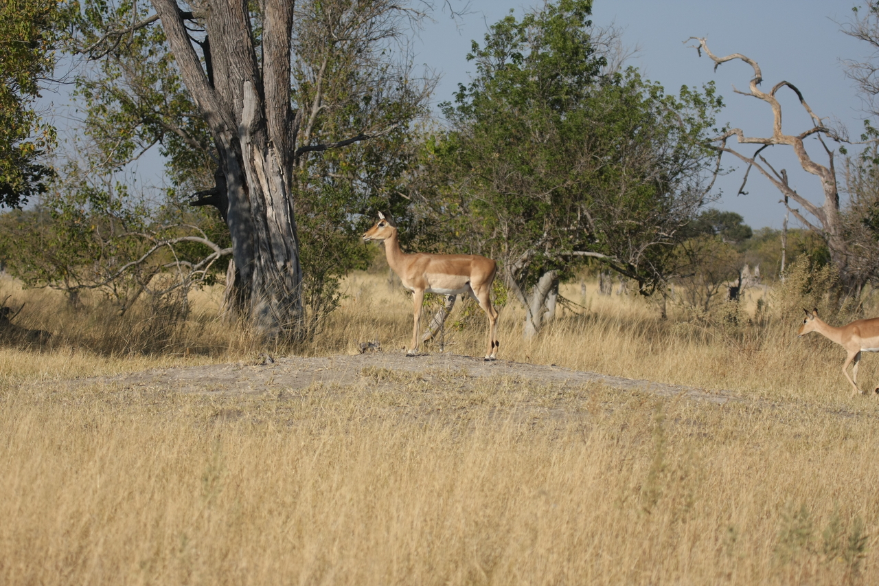 [23209] 2016_06_30_02_54_21_Africa_Canon_EOS_40D_IMG__11291.jpg
