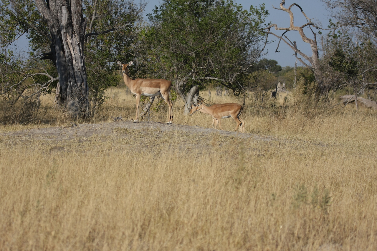 [23223] 2016_06_30_02_54_34_Africa_Canon_EOS_40D_IMG__03849.jpg