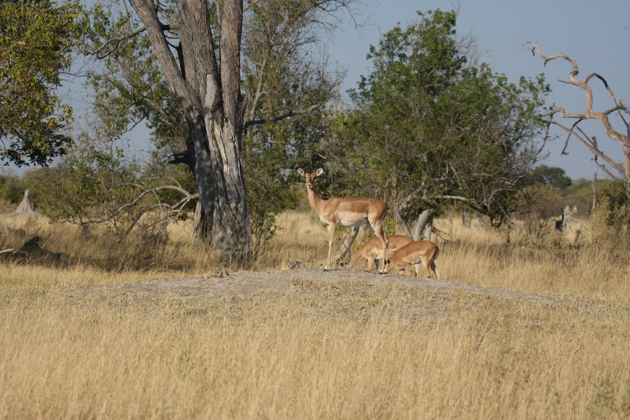[23229] 2016_06_30_02_54_36_Africa_Canon_EOS_40D_IMG__00127.jpg