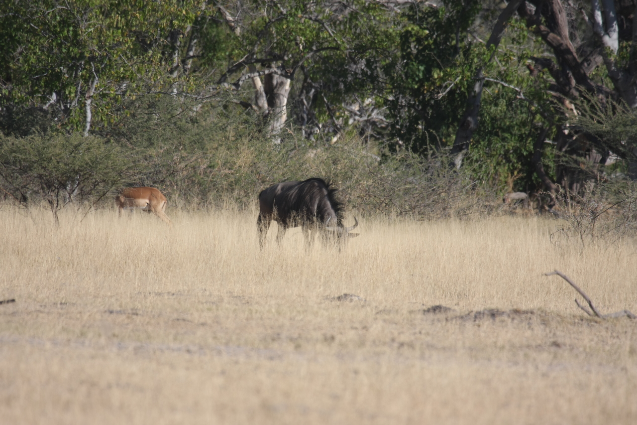 [23239] 2016_06_30_03_21_12_Africa_Canon_EOS_40D_IMG__00131.jpg