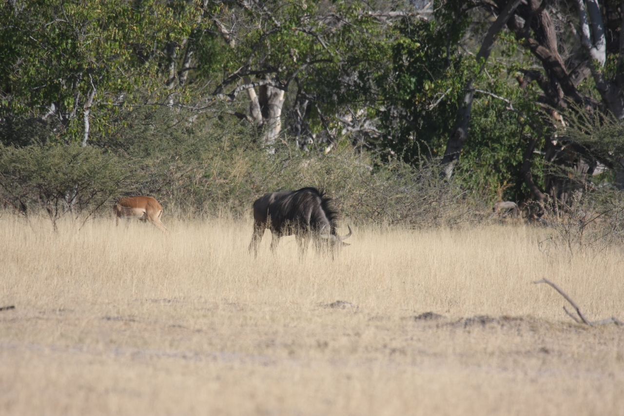 [23240] 2016_06_30_03_21_12_Africa_Canon_EOS_40D_IMG__03856.jpg