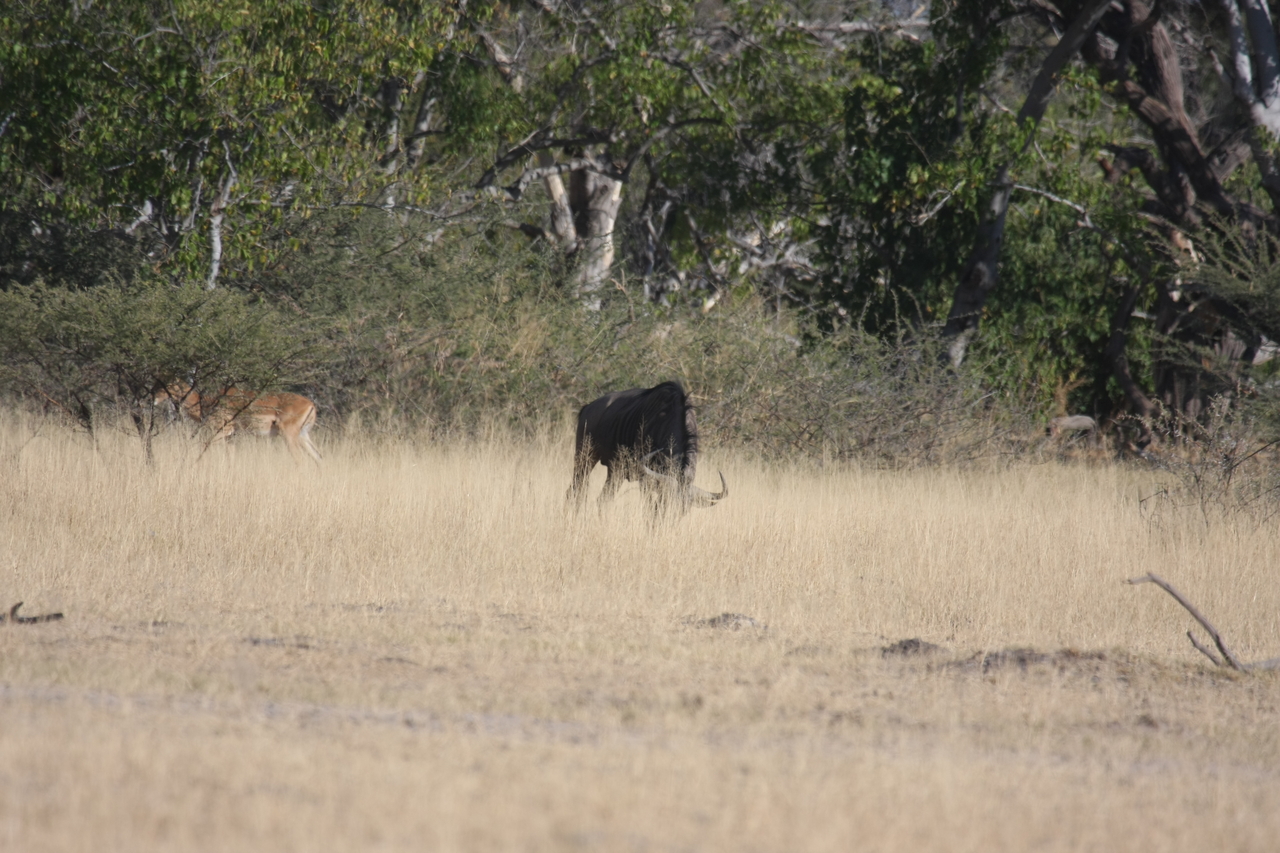 [23247] 2016_06_30_03_21_18_Africa_Canon_EOS_40D_IMG__03859.jpg