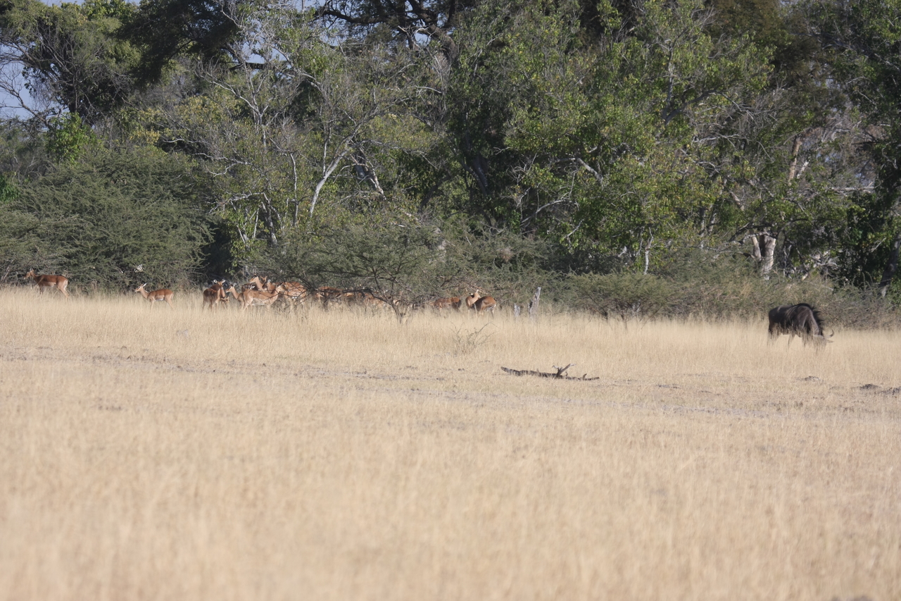 [23250] 2016_06_30_03_21_29_Africa_Canon_EOS_40D_IMG__00134.jpg
