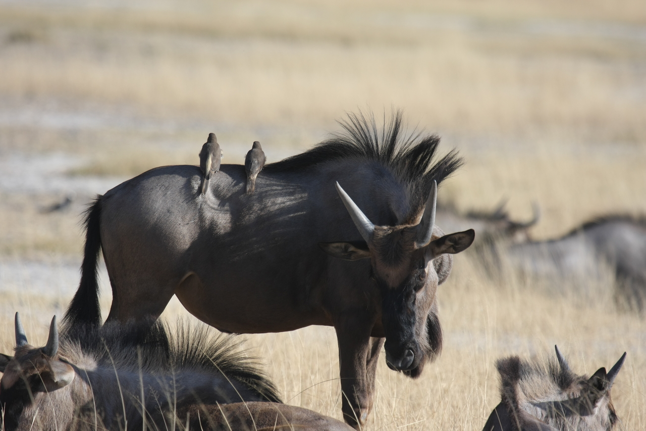 [23266] 2016_06_30_03_24_25_Africa_Canon_EOS_40D_IMG__00141.jpg