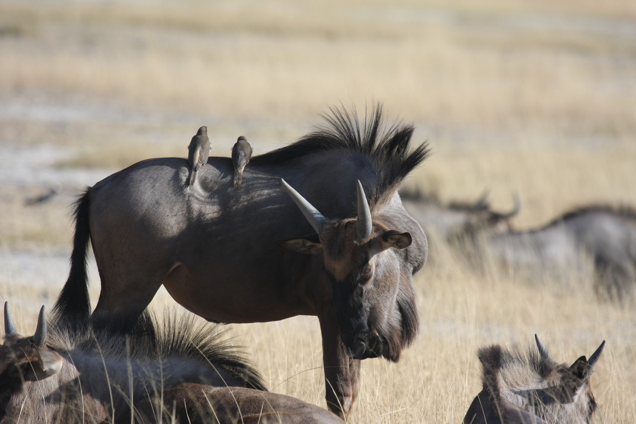[23271] 2016_06_30_03_24_25_Africa_Canon_EOS_40D_IMG__11313.jpg