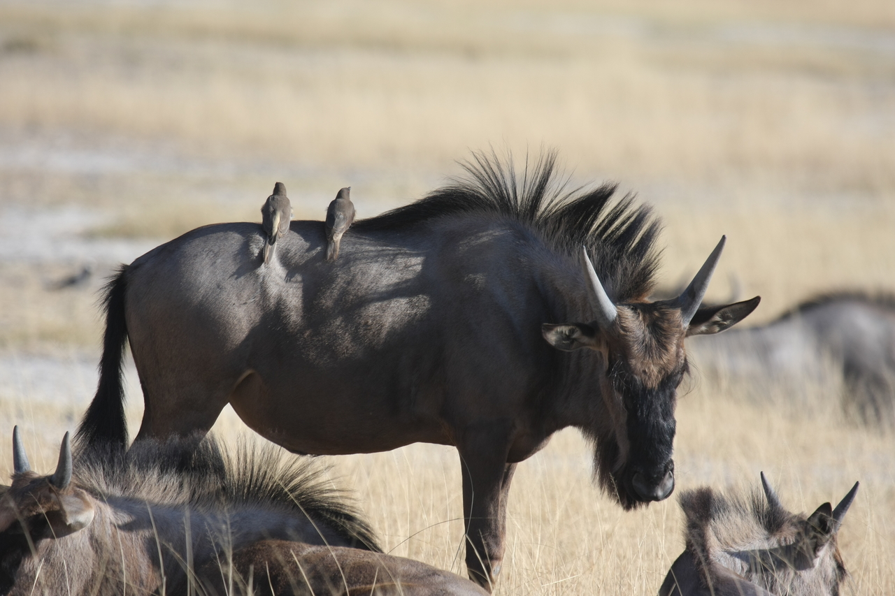 [23276] 2016_06_30_03_24_26_Africa_Canon_EOS_40D_IMG__11316.jpg