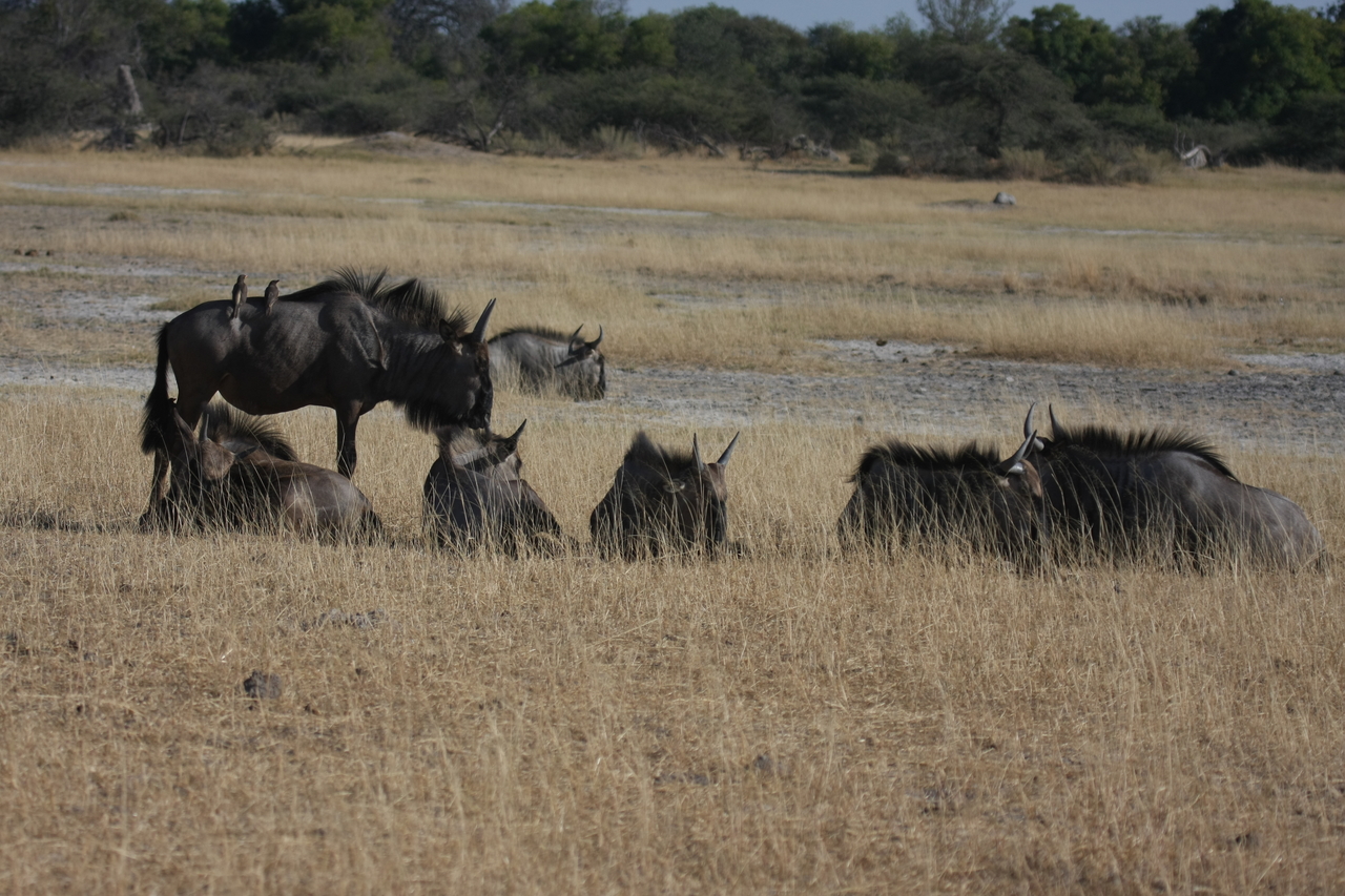 [23287] 2016_06_30_03_24_43_Africa_Canon_EOS_40D_IMG__11319.jpg