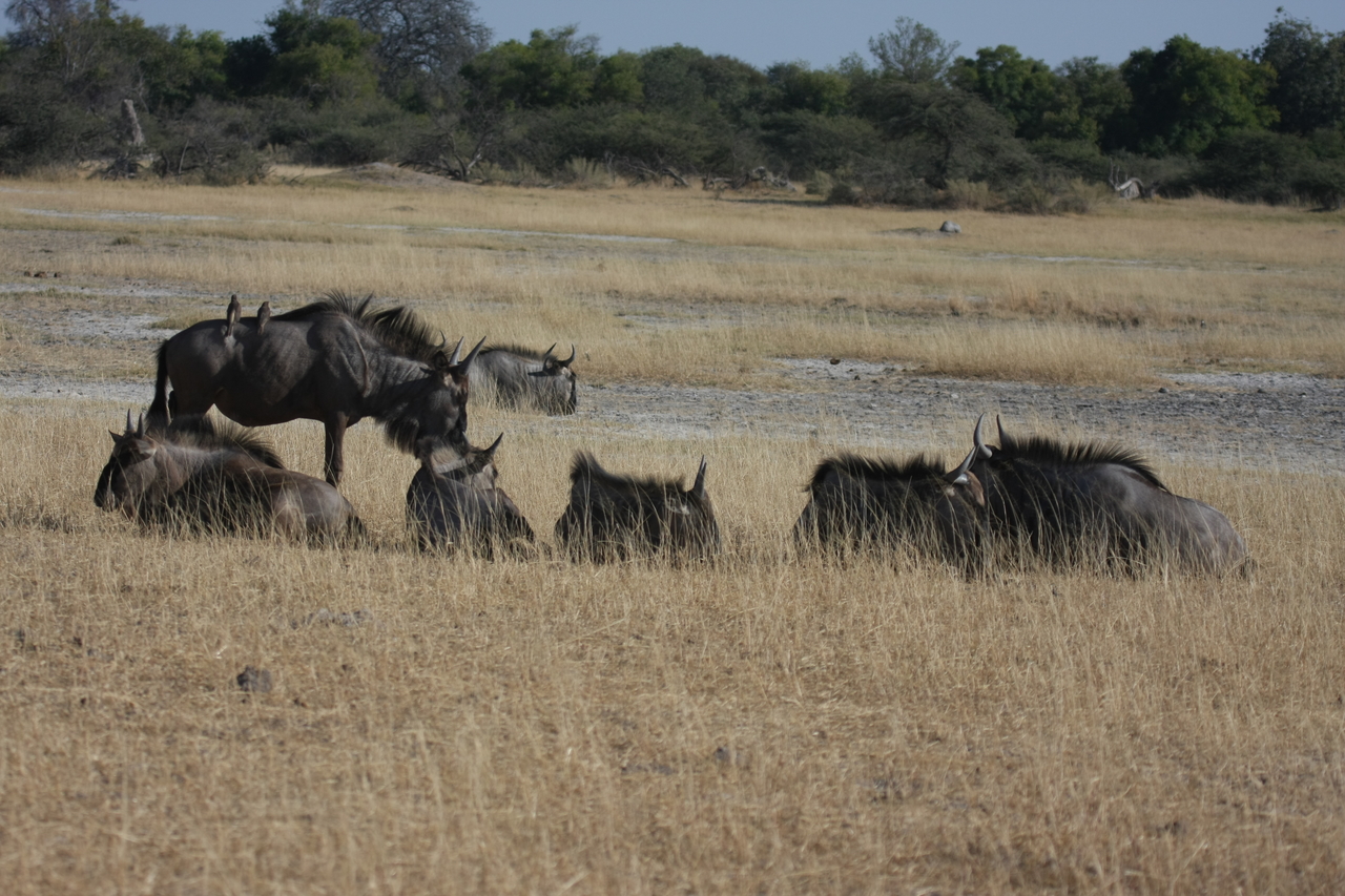 [23289] 2016_06_30_03_24_46_Africa_Canon_EOS_40D_IMG__00149.jpg