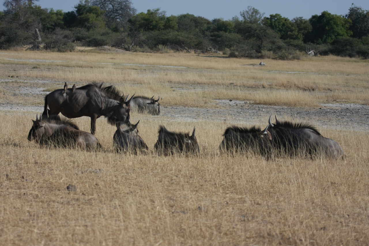 [23294] 2016_06_30_03_24_46_Africa_Canon_EOS_40D_IMG__11323.jpg