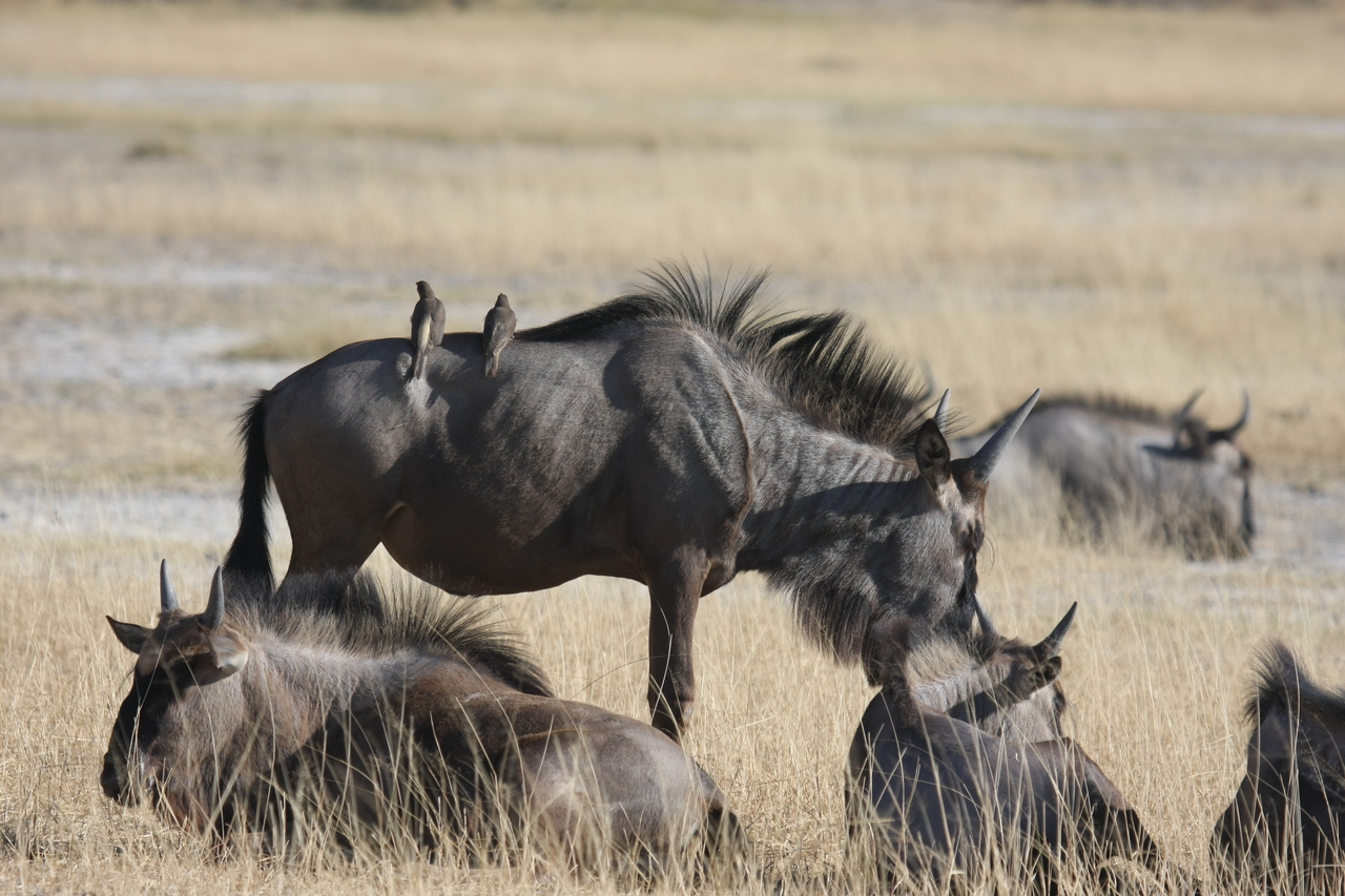 [23299] 2016_06_30_03_24_51_Africa_Canon_EOS_40D_IMG__03878.jpg