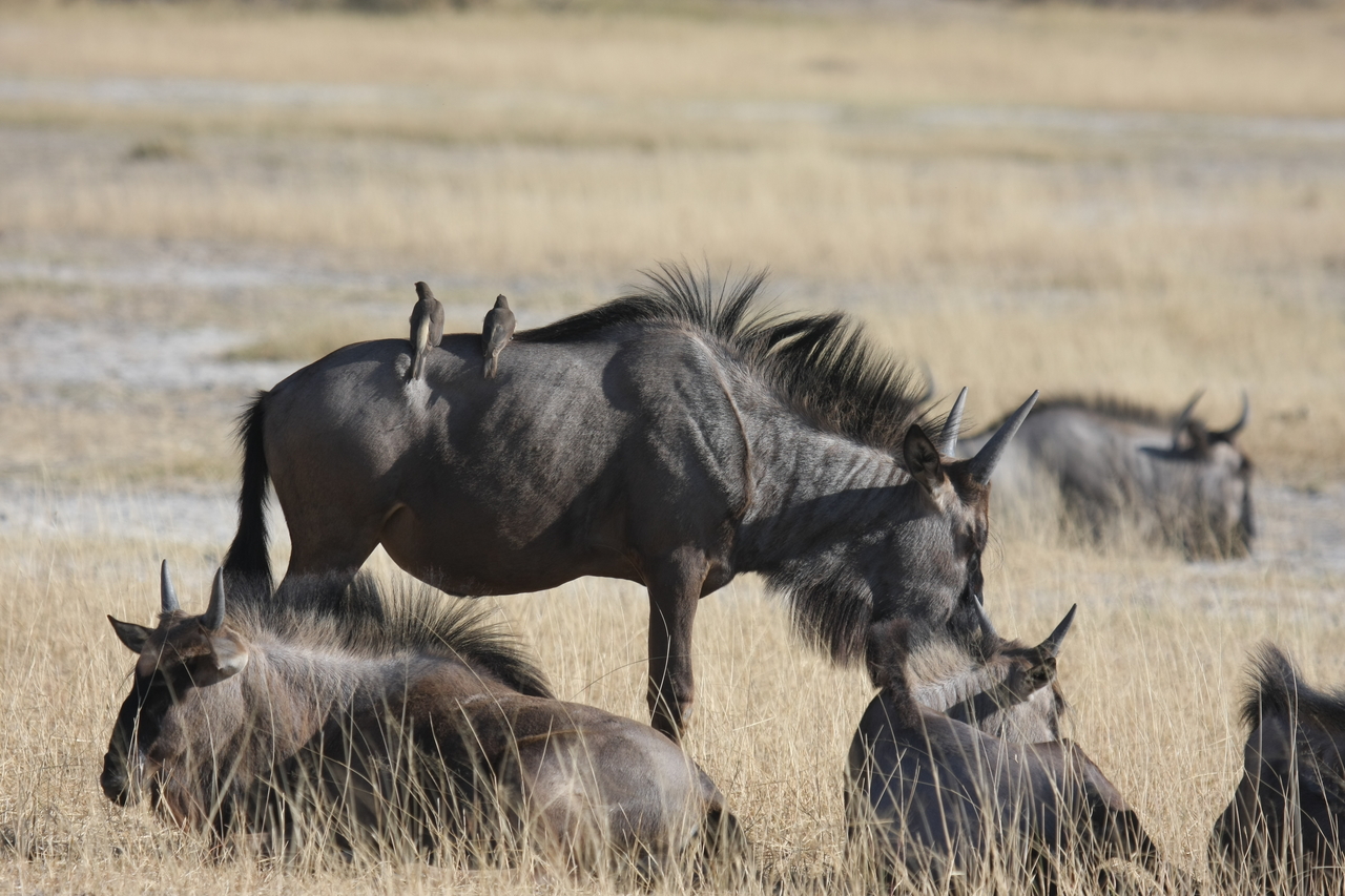 [23301] 2016_06_30_03_24_51_Africa_Canon_EOS_40D_IMG__11324.jpg