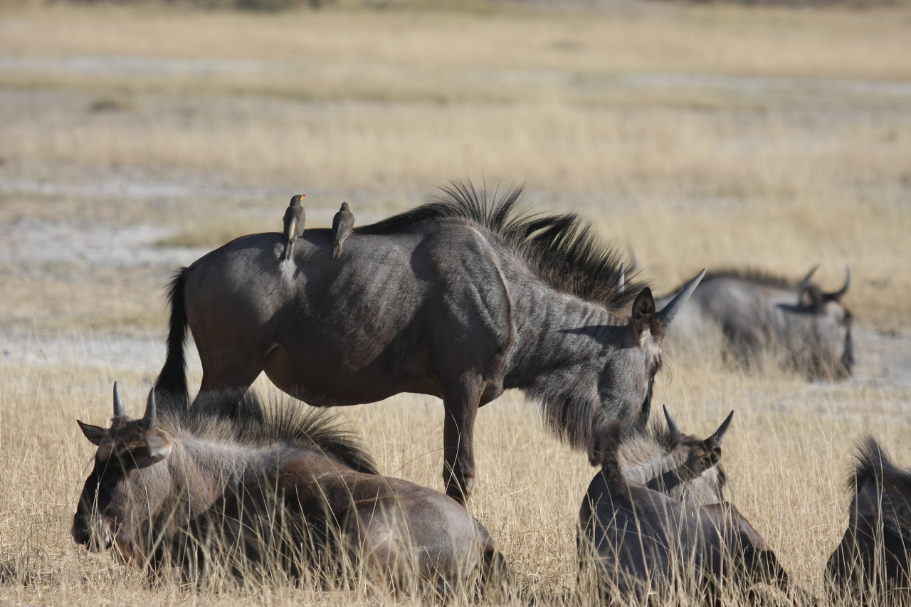 [23303] 2016_06_30_03_24_51_Africa_Canon_EOS_40D_IMG__11326.jpg