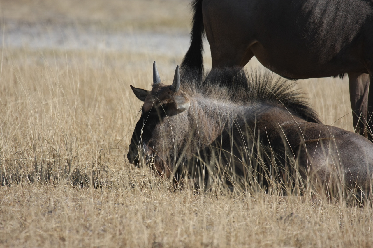 [23309] 2016_06_30_03_24_58_Africa_Canon_EOS_40D_IMG__11328.jpg