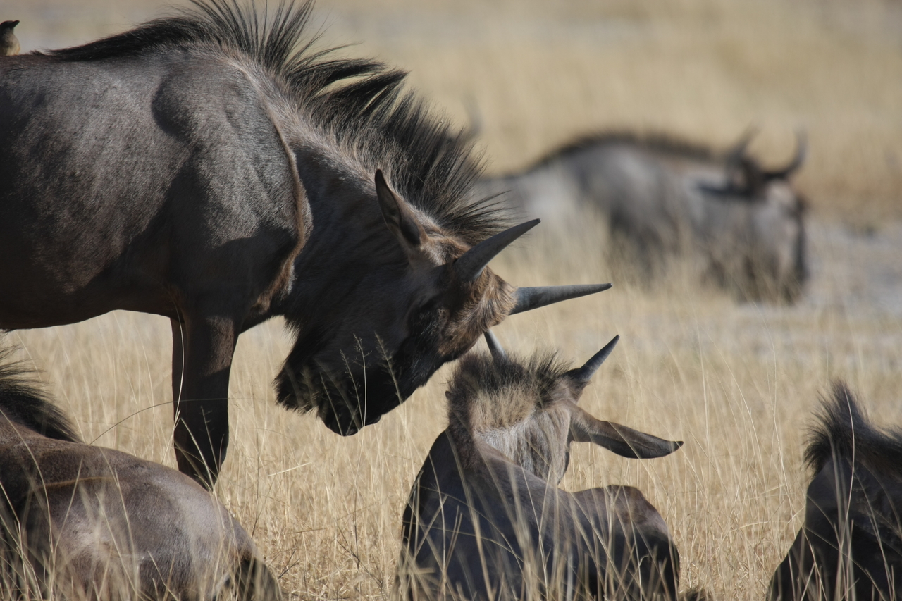 [23315] 2016_06_30_03_25_11_Africa_Canon_EOS_40D_IMG__11330.jpg